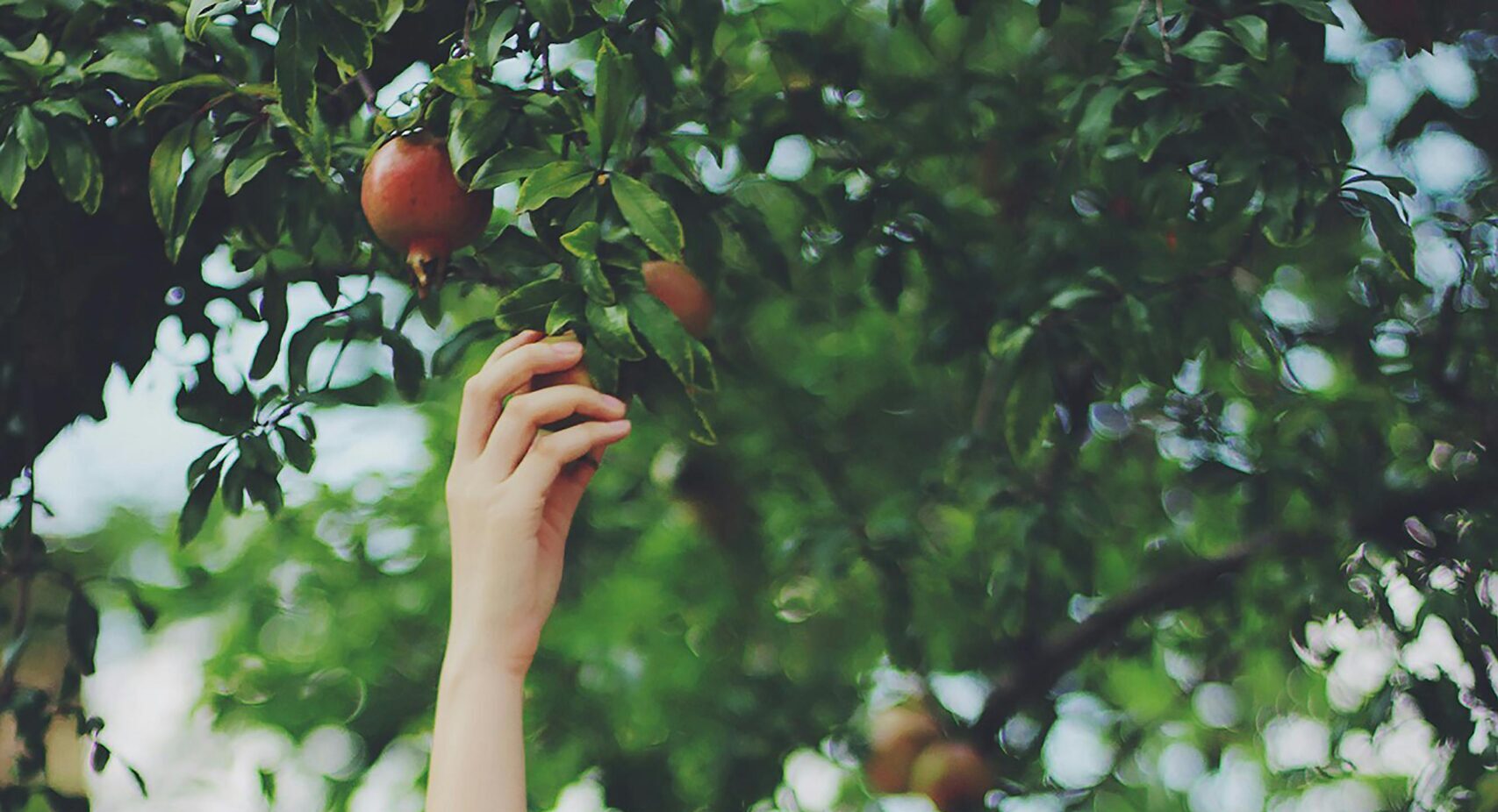 Smiling woman reaching for pomegranates on a sunny day, capturing joy and harvest.