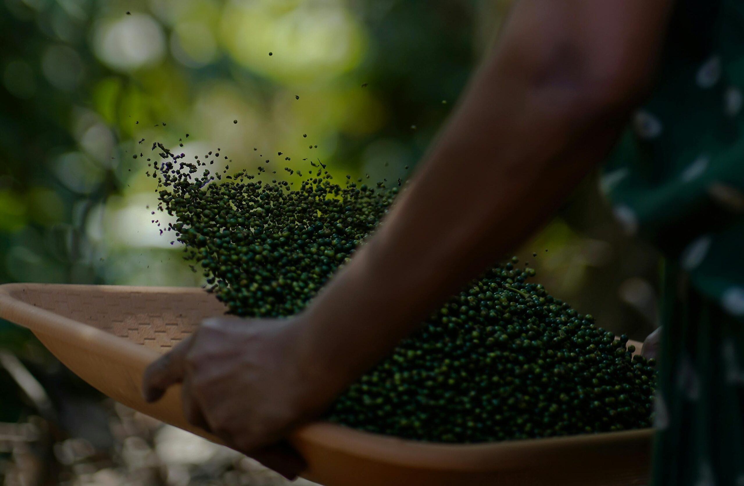 Close-up of organic black pepper being harvested in Kerala, India, showcasing traditional spice farming techniques.